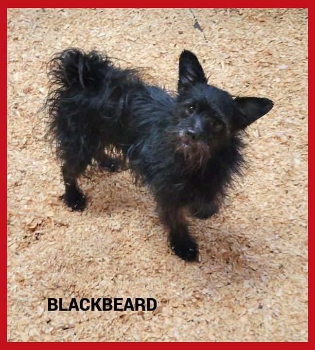 Blackbeard, Adopted, Adult Male Terrier.