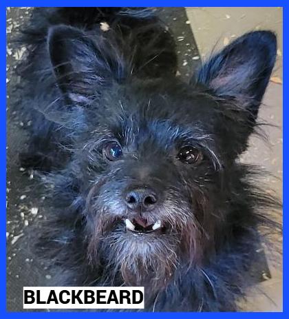 Enlarge Blackbeard, a Adopted mixed breed in Granbury, TX image 2/2