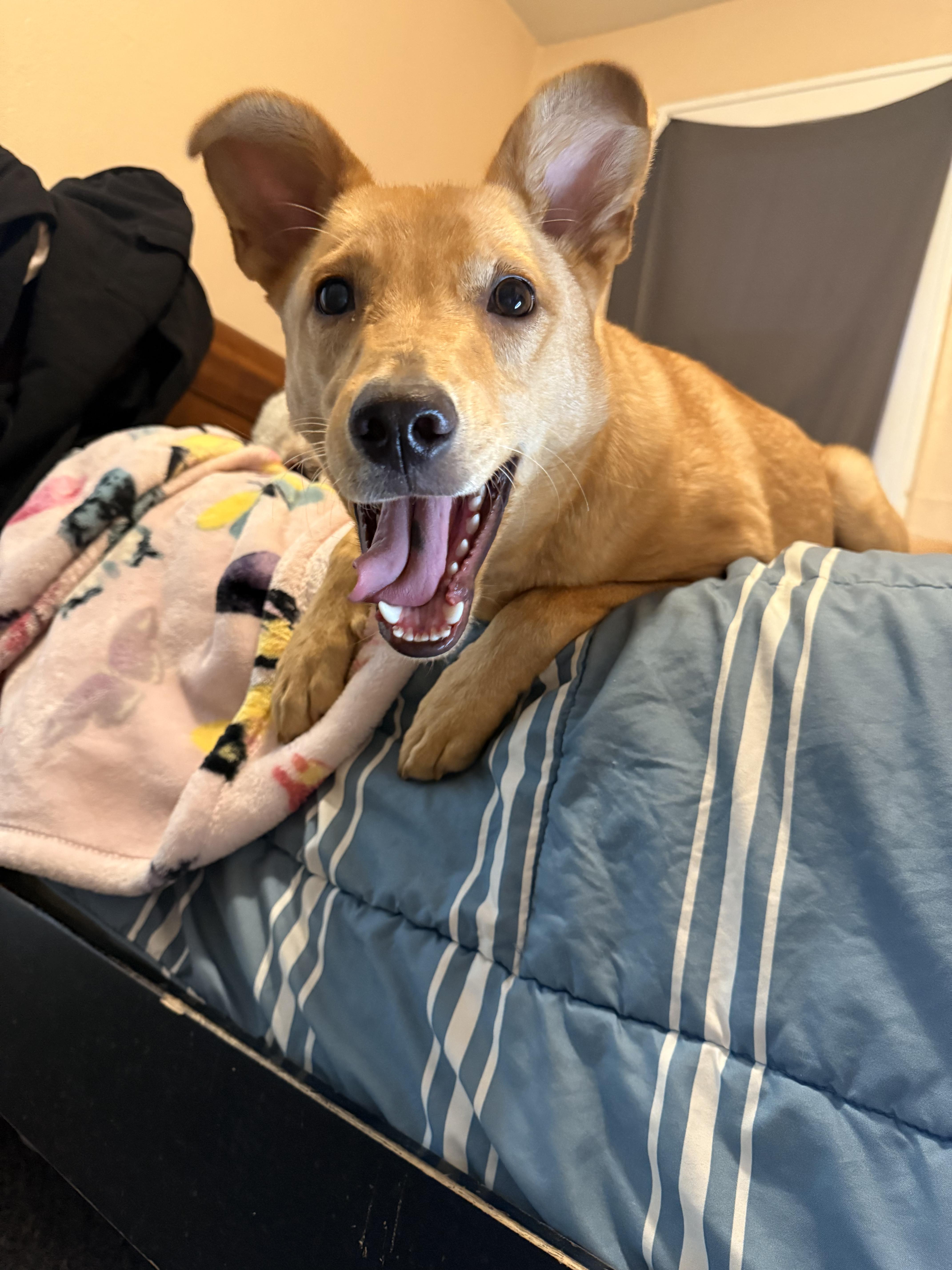 Luke (a.k.a Lukey Bear), Adoptable, Young Male Shepherd & Yellow Labrador Retriever.