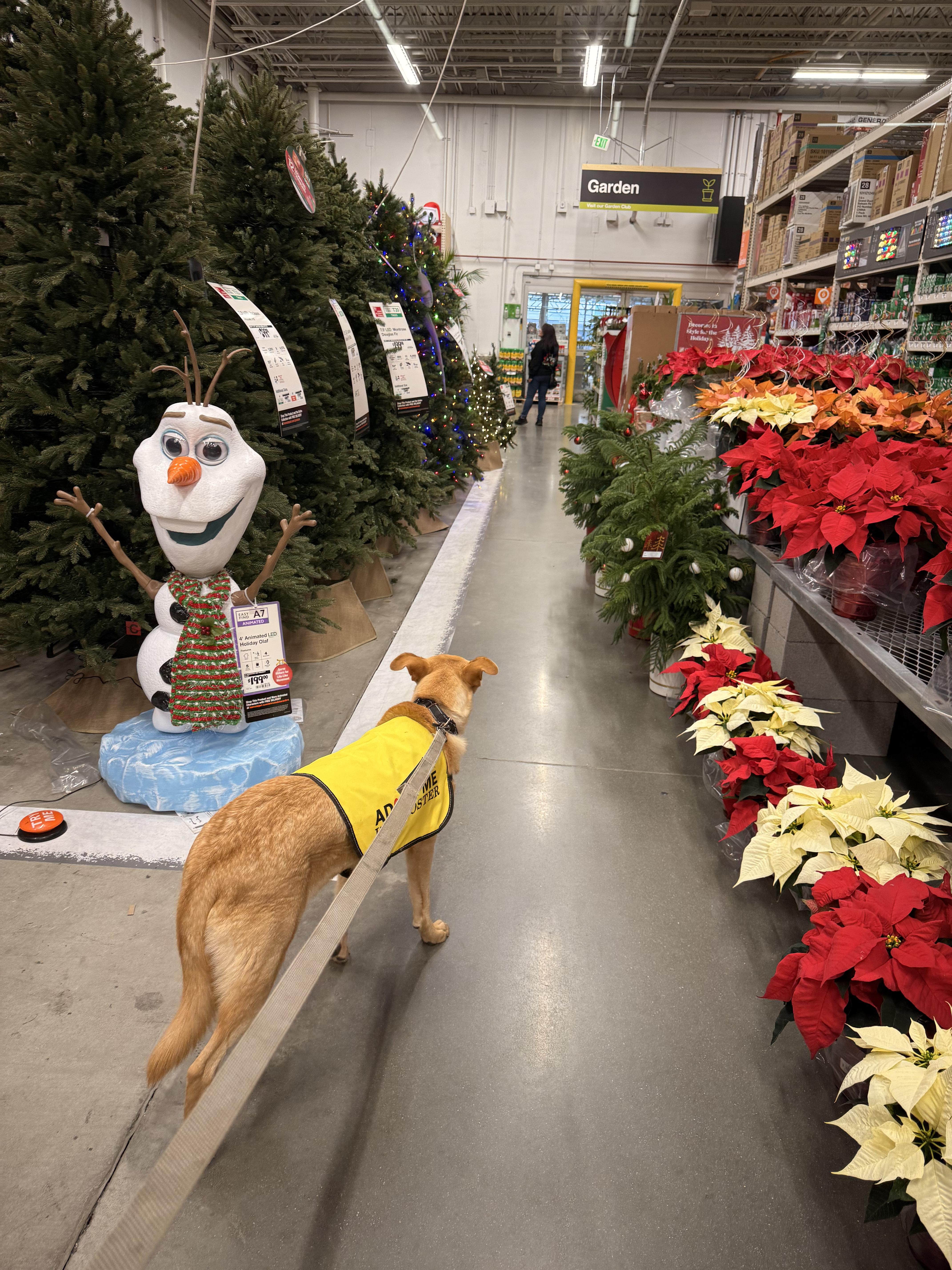 Enlarge Luke (a.k.a Lukey Bear), a Adoptable mixed breed in Rock Springs, WY image 2/5