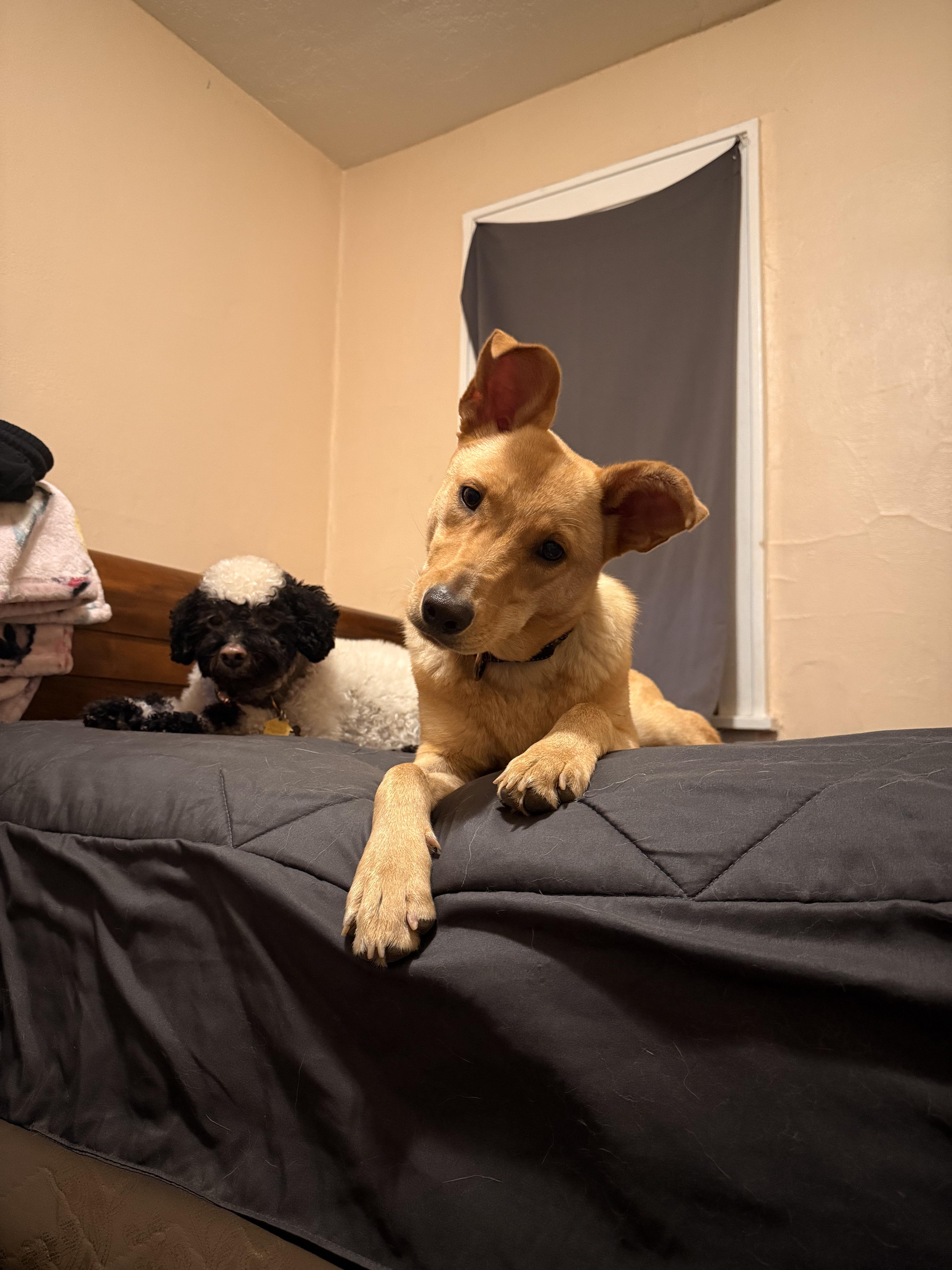 Enlarge Luke (a.k.a Lukey Bear), a Adoptable mixed breed in Rock Springs, WY image 4/5