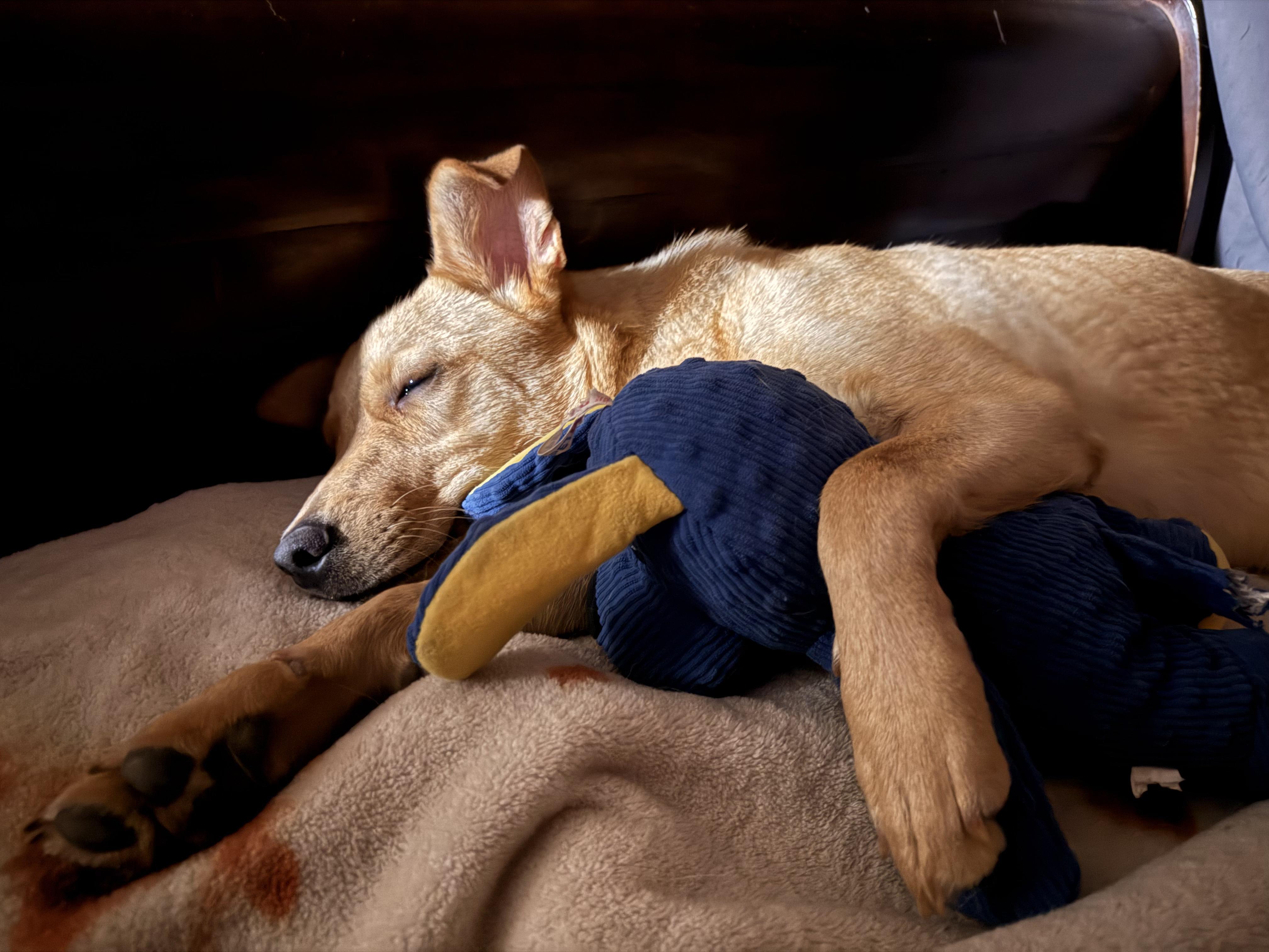 Enlarge Luke (a.k.a Lukey Bear), a Adoptable mixed breed in Rock Springs, WY image 3/5