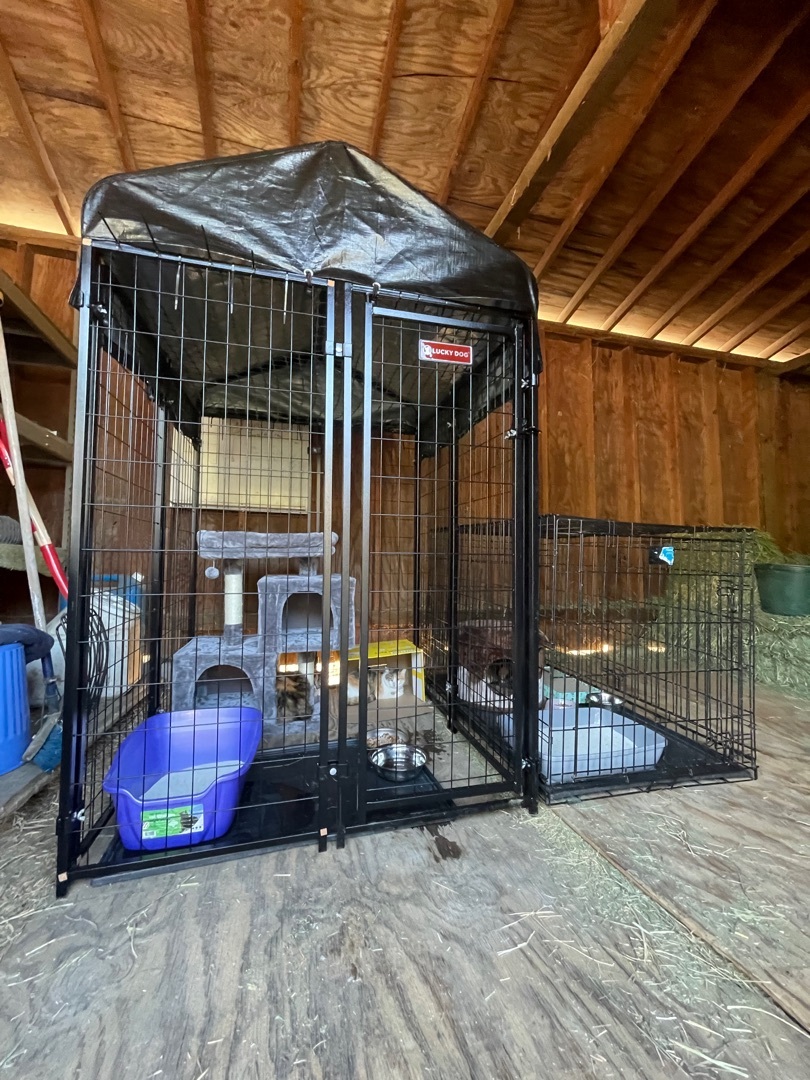 Garden Cat Program, a Adoptable mixed breed in San Jose, CA image 1/2