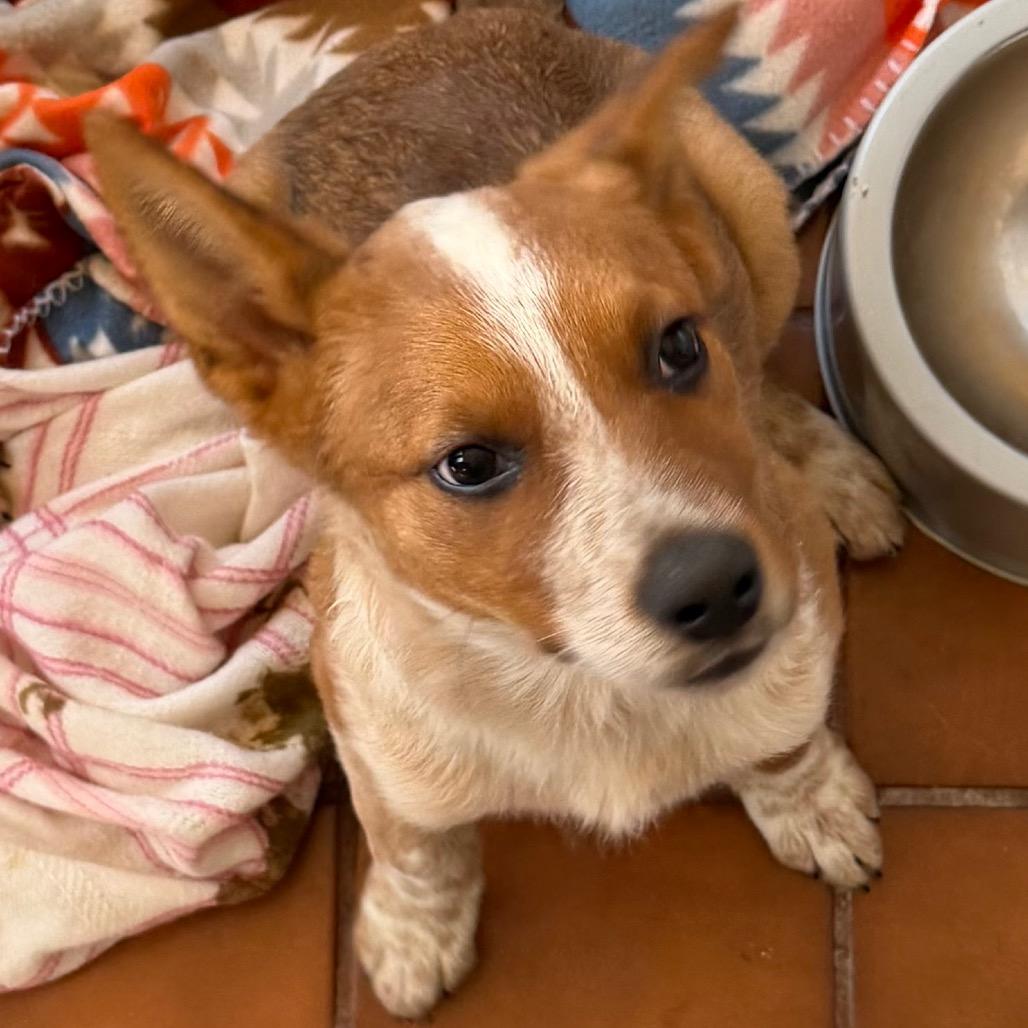 Odin, Adoptable, Puppy Male Mixed Breed & Mixed Breed.