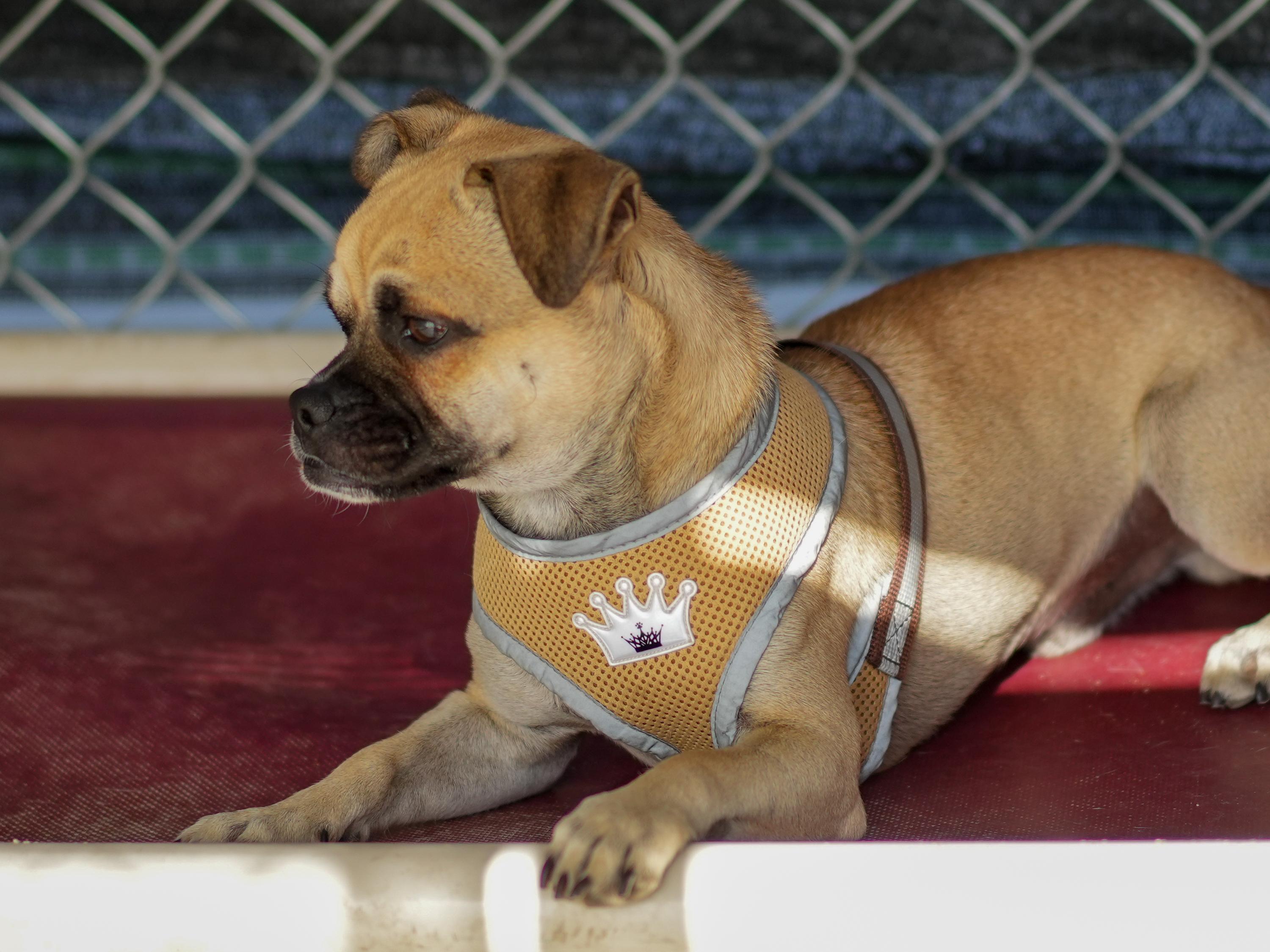 REX, a Adoptable mixed breed in Fresno, CA image 6/6