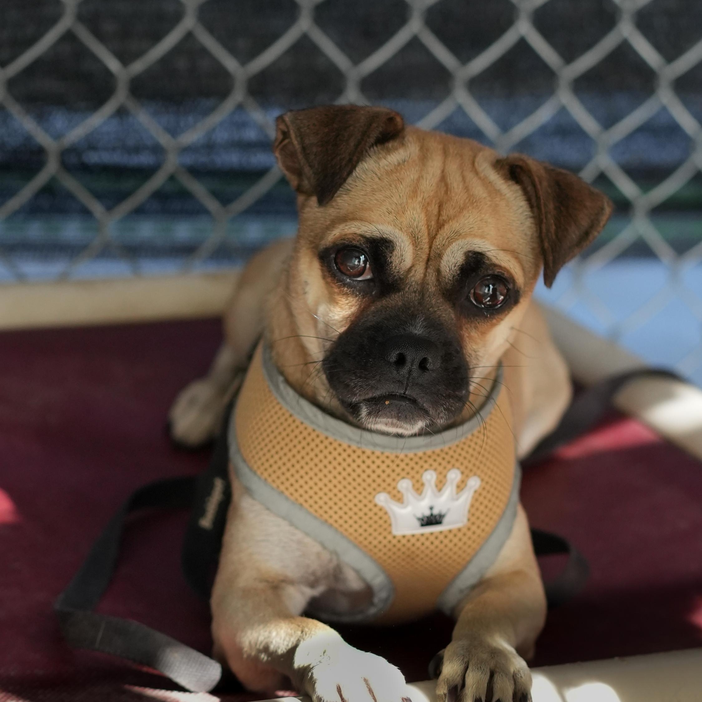 REX, a Adoptable mixed breed in Fresno, CA image 4/6