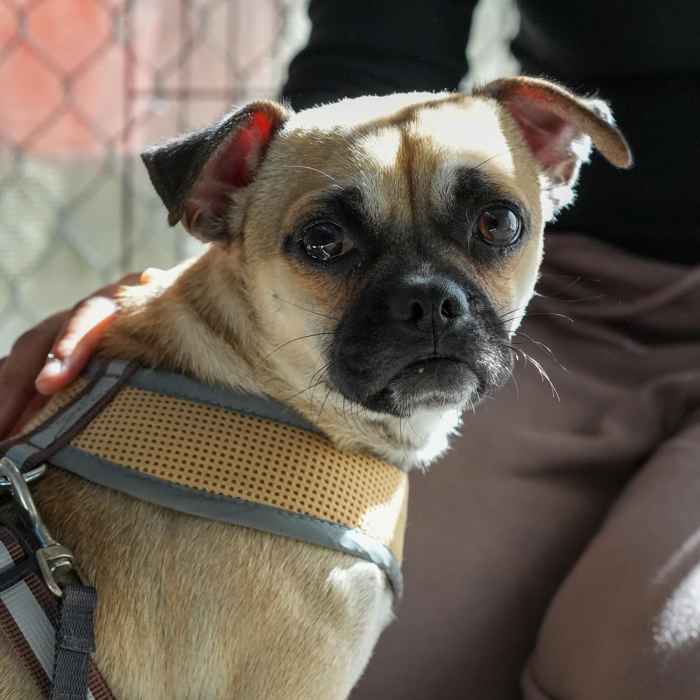 REX, a Adoptable mixed breed in Fresno, CA image 1/6