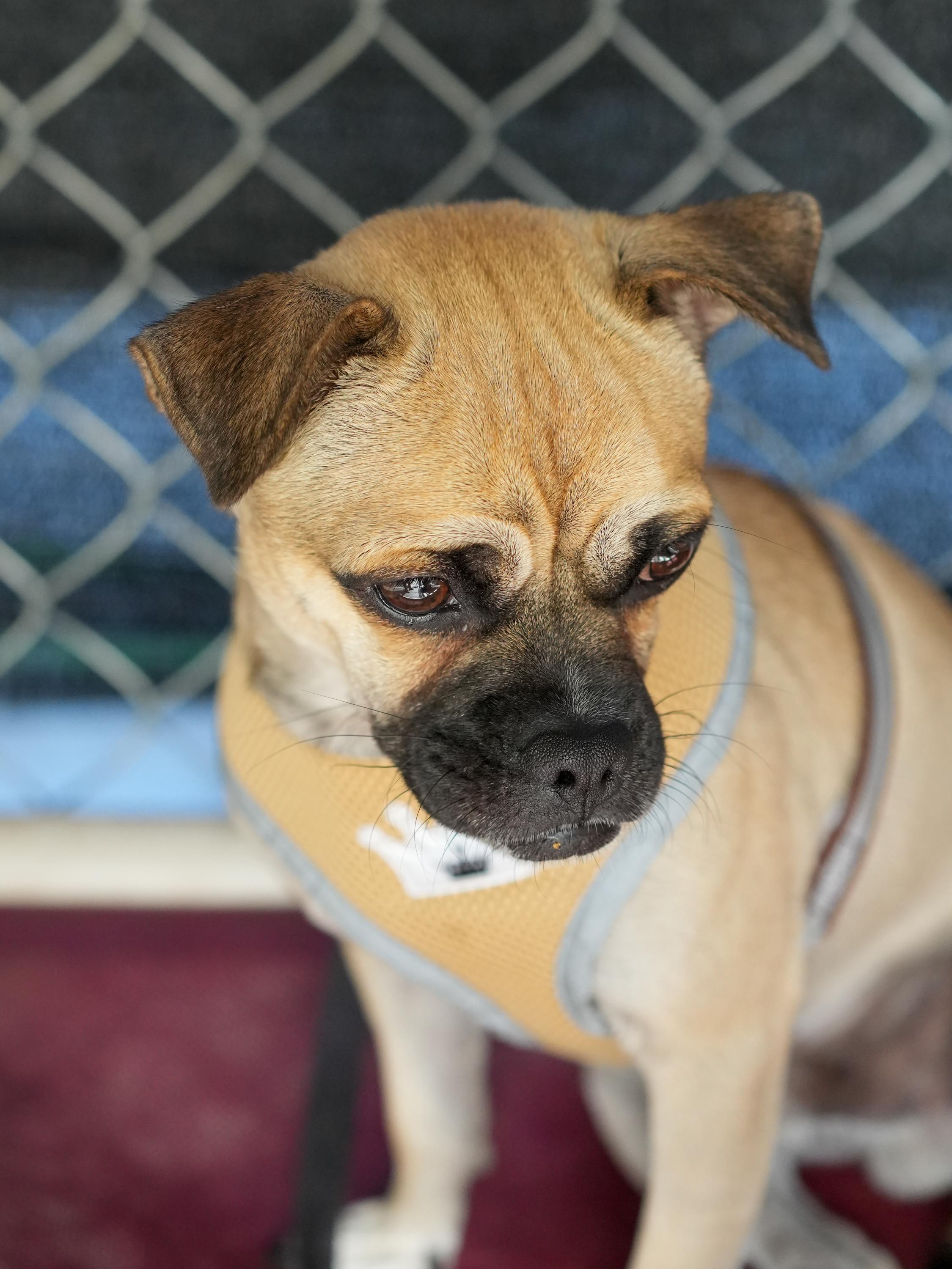 REX, a Adoptable mixed breed in Fresno, CA image 3/6