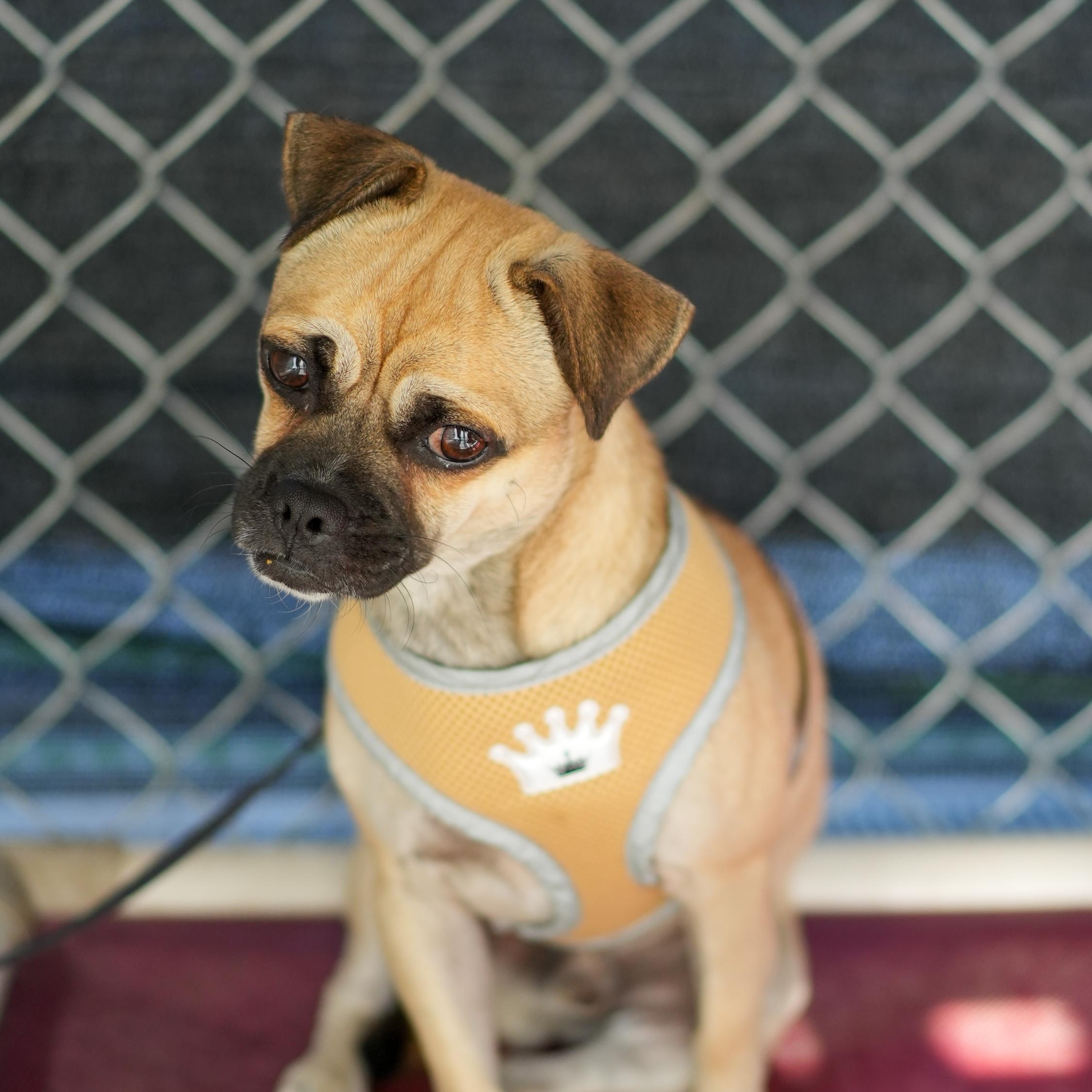 REX, a Adoptable mixed breed in Fresno, CA image 2/6