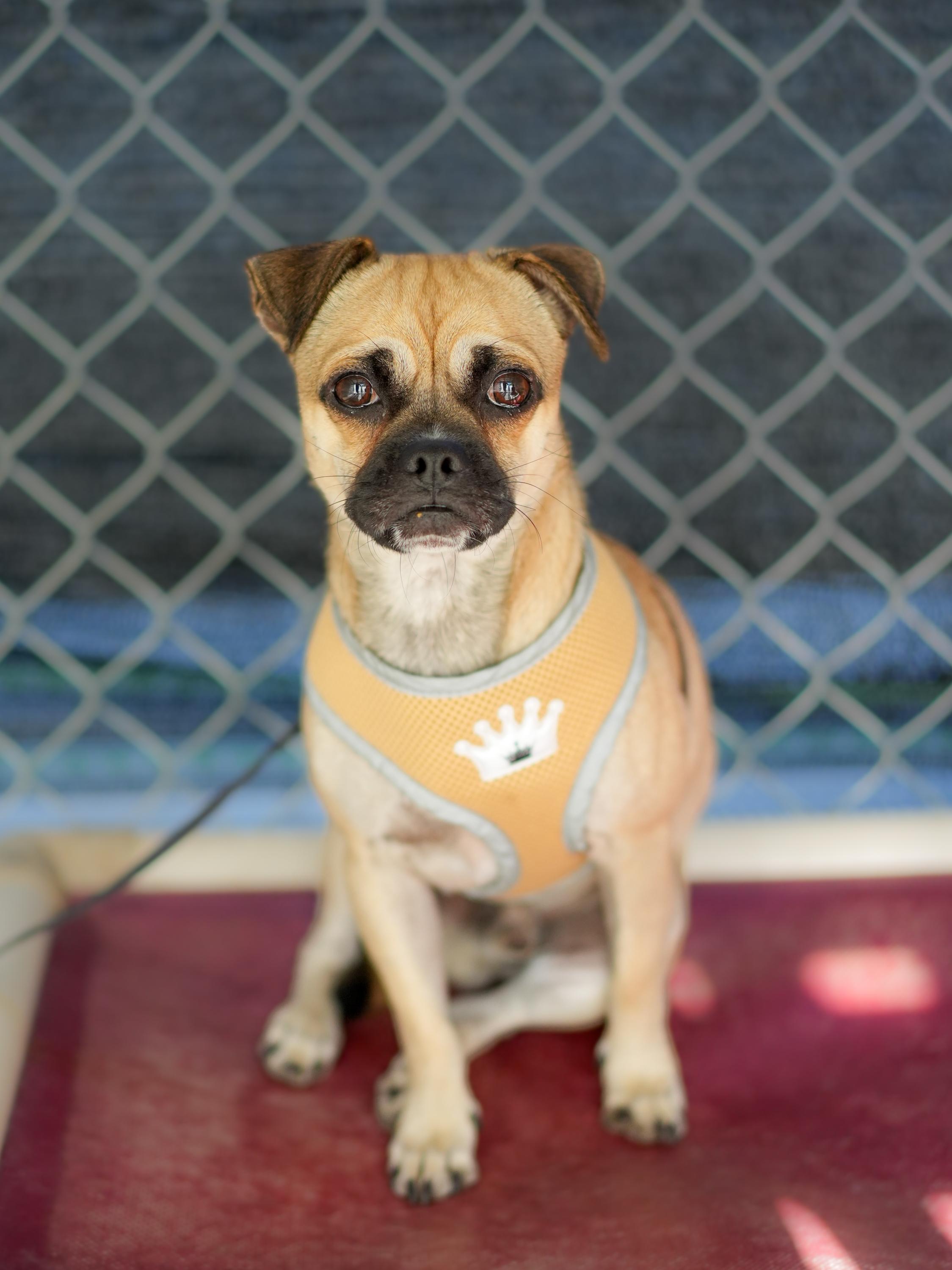 REX, a Adoptable mixed breed in Fresno, CA image 5/6