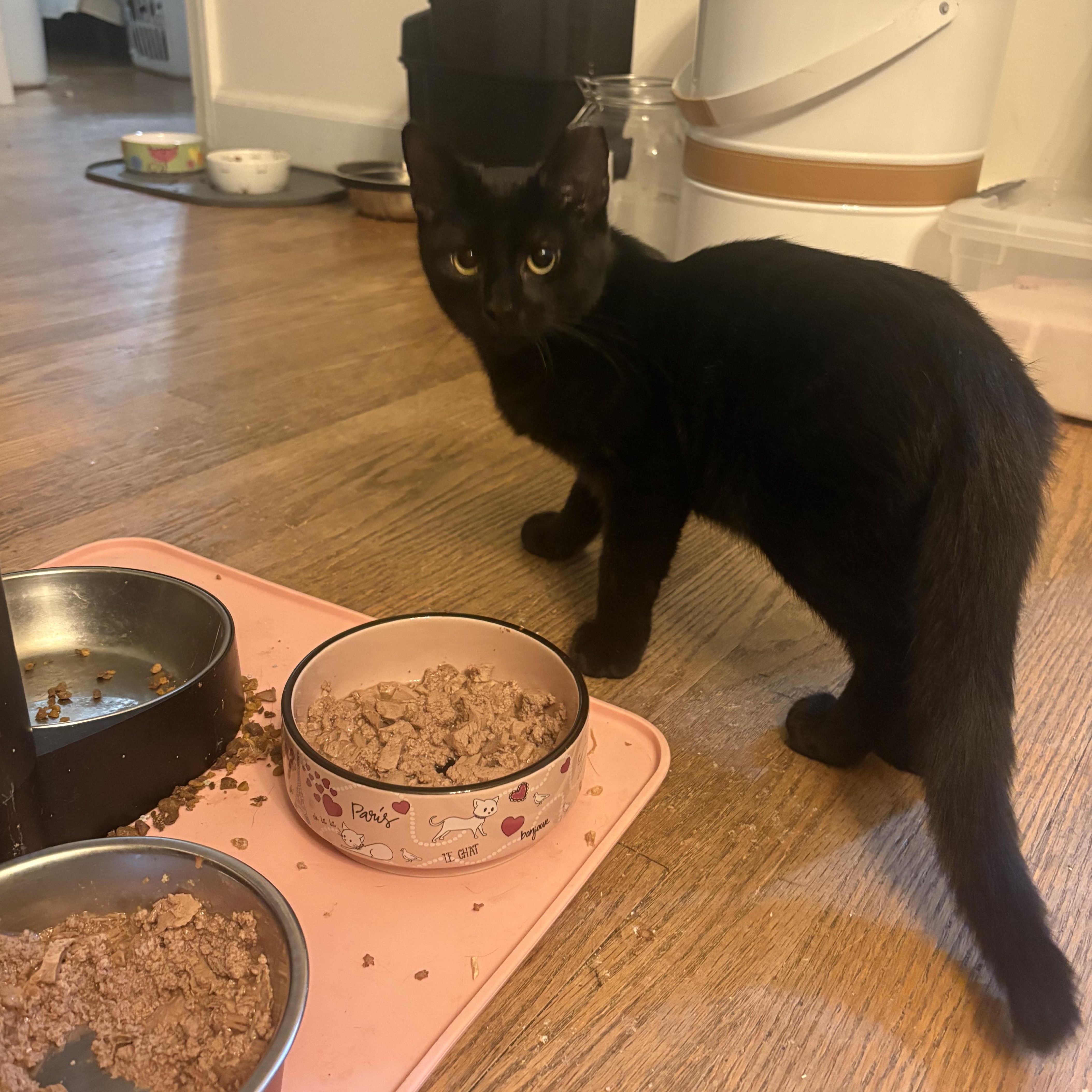 Enlarge Kitkat, a Adoptable Domestic Short Hair in Sewaren, NJ image 1/1