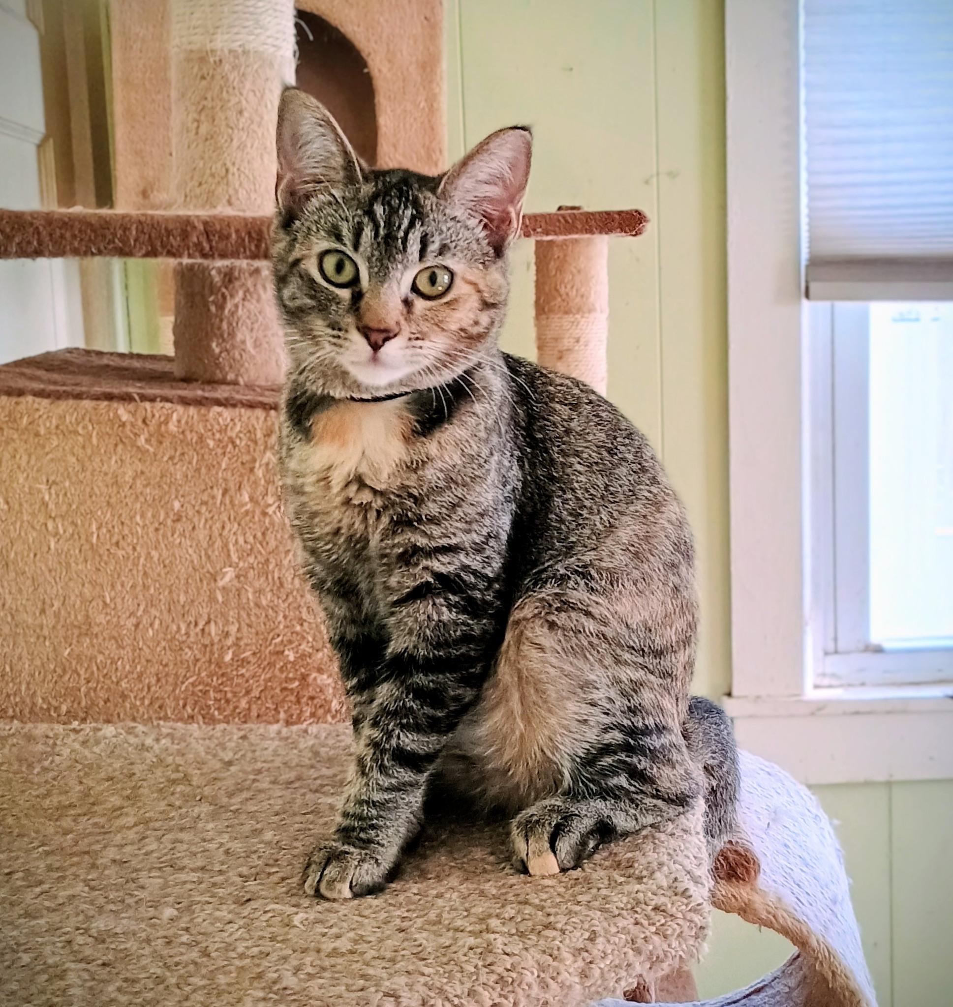 Zoey - playful & cuddly 1