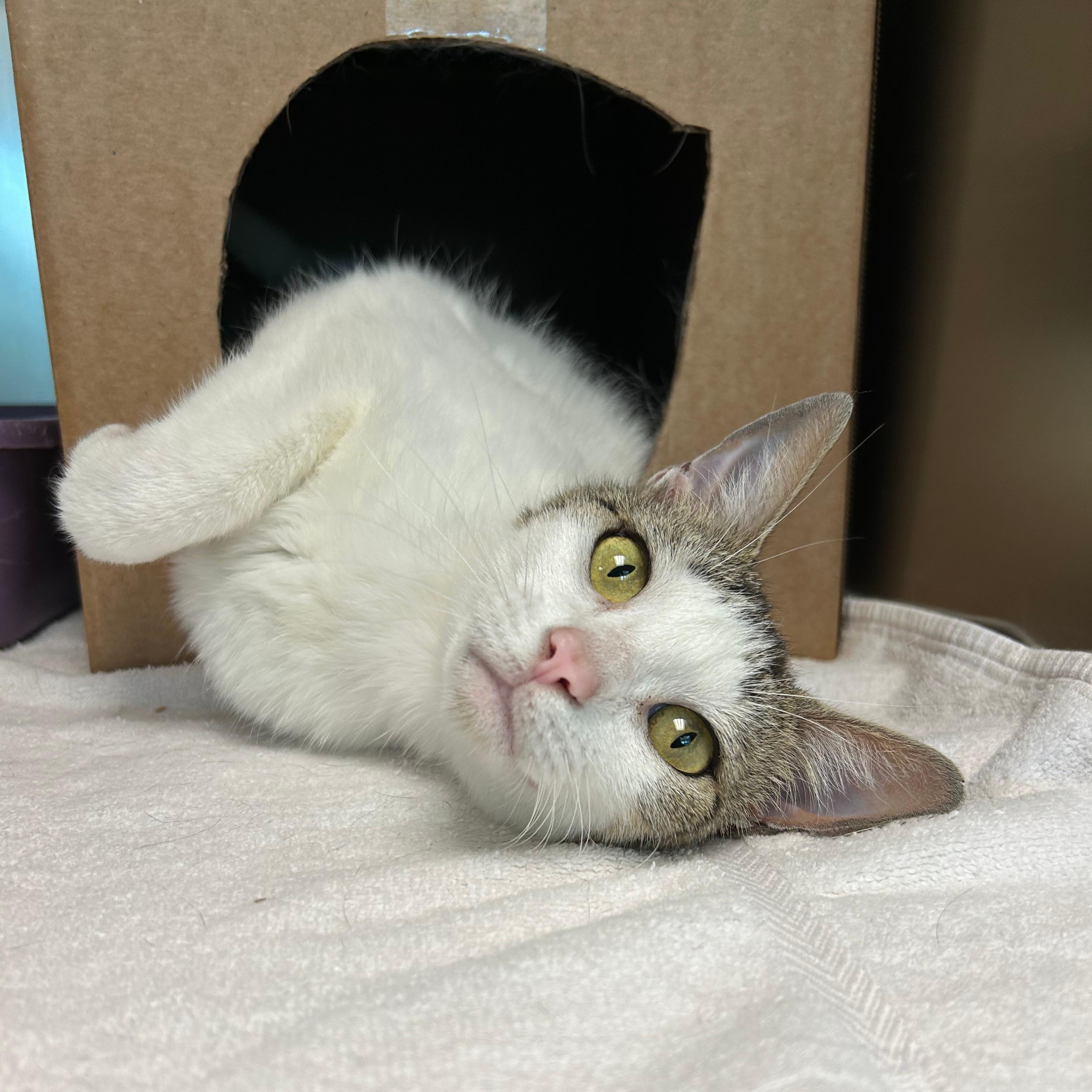 Enlarge Bee, a ADOPTABLE mixed breed in Lindon, UT image 1/1