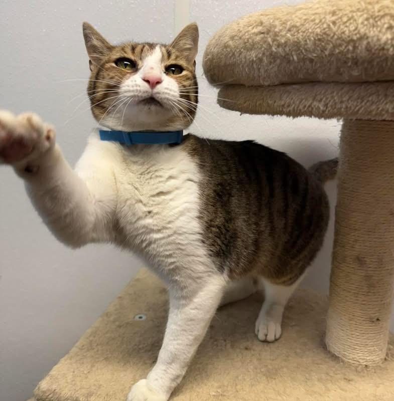 Karla, a ADOPTABLE Domestic Short Hair in Howes Cave, NY image 3/3