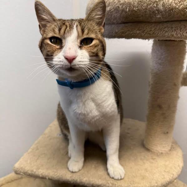 Karla, ADOPTABLE, Adult Female Domestic Short Hair.