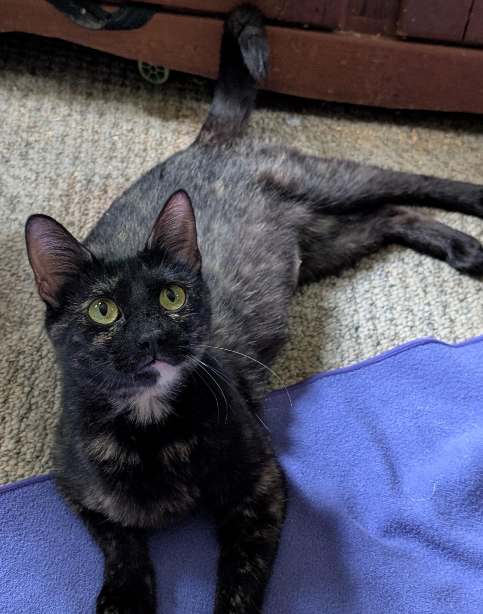 Angel (Tiff-fostered in New England), Adoptable, Young Female Tortoiseshell & Domestic Short Hair.