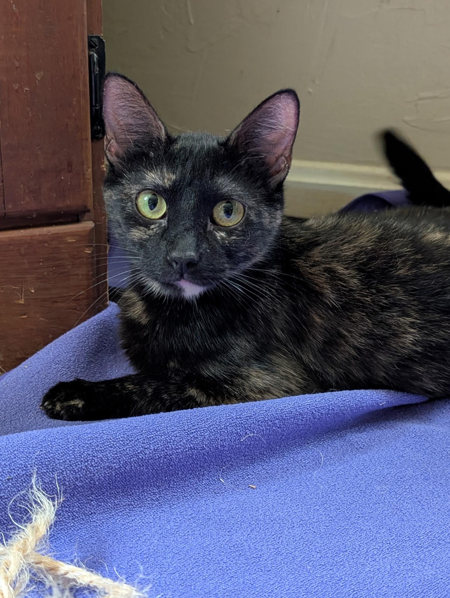 Enlarge Angel (Tiff-fostered in New England), a Adoptable mixed breed in Brooklyn, CT image 2/3