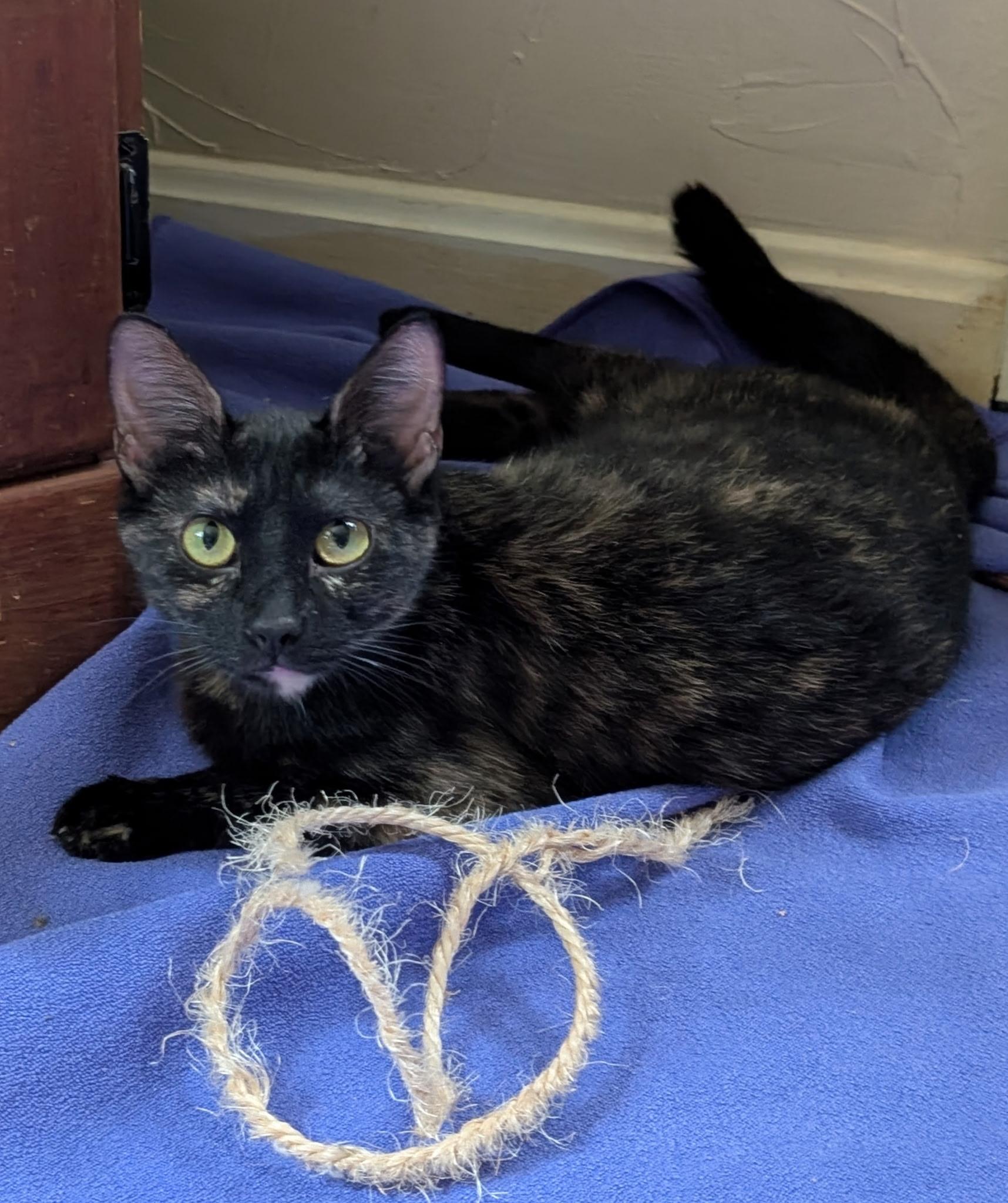 Enlarge Angel (Tiff-fostered in New England), a Adoptable mixed breed in Brooklyn, CT image 3/3