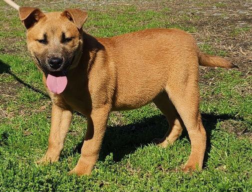 Enlarge 260259  Munchie, a Adoptable mixed breed in Wetumpka, AL image 1/3