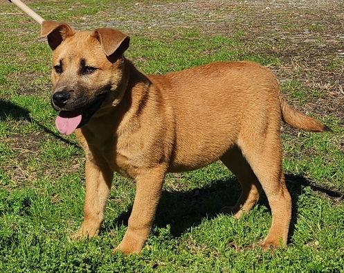 Enlarge 260259  Munchie, a Adoptable mixed breed in Wetumpka, AL image 2/3
