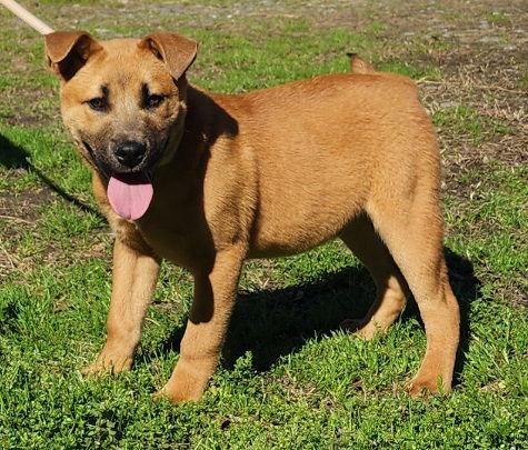 Enlarge 260259  Munchie, a Adoptable mixed breed in Wetumpka, AL image 3/3
