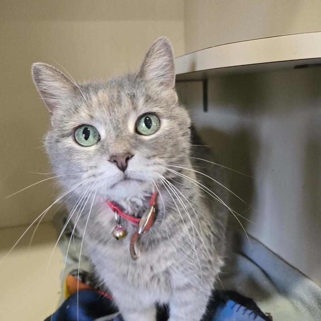 Enlarge E-She, a Adoptable Domestic Short Hair in Park Falls, WI image 1/1