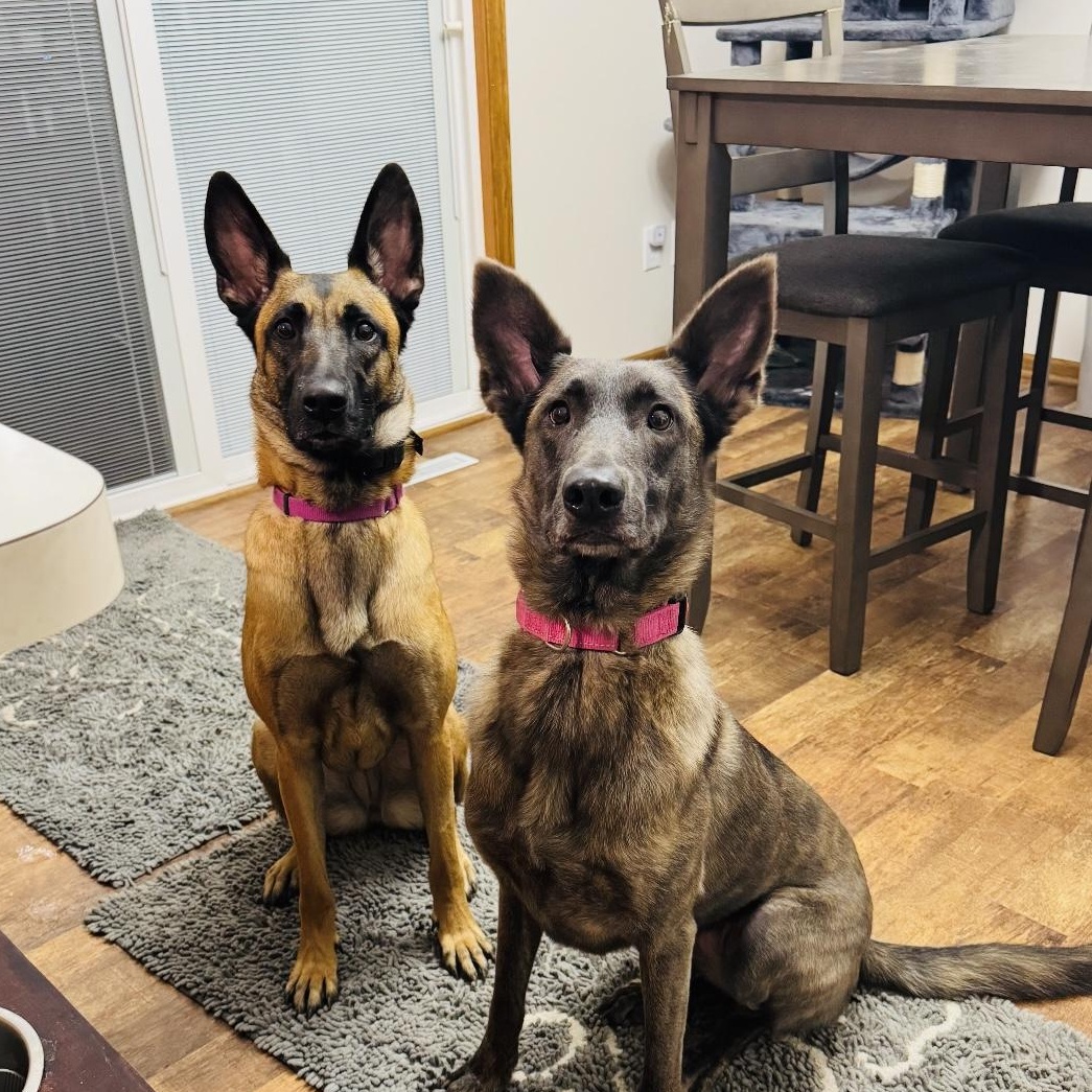 Prada, a Adoptable Belgian Shepherd / Malinois in Joliet, IL image 1/6