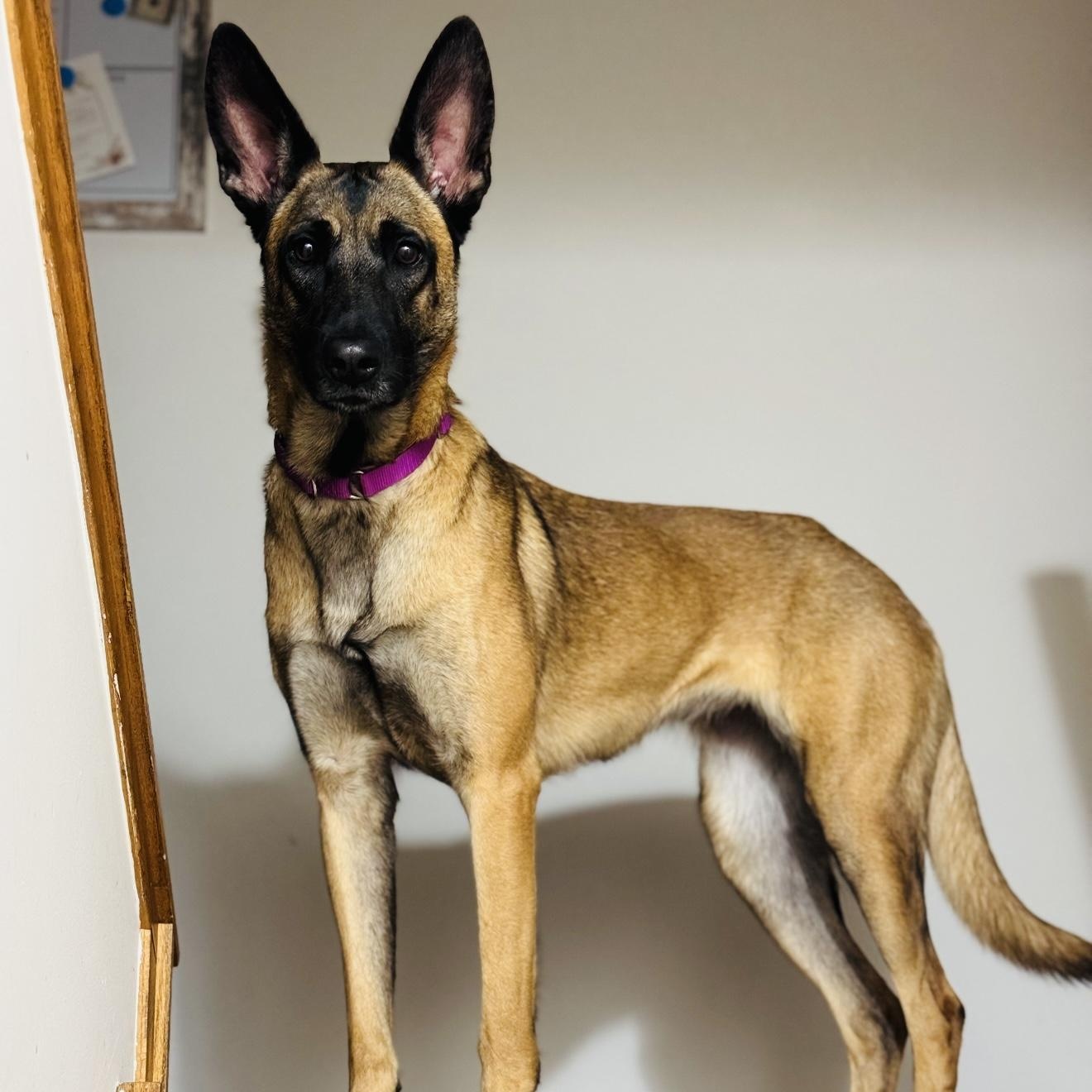 Prada, a Adoptable Belgian Shepherd / Malinois in Joliet, IL image 2/6