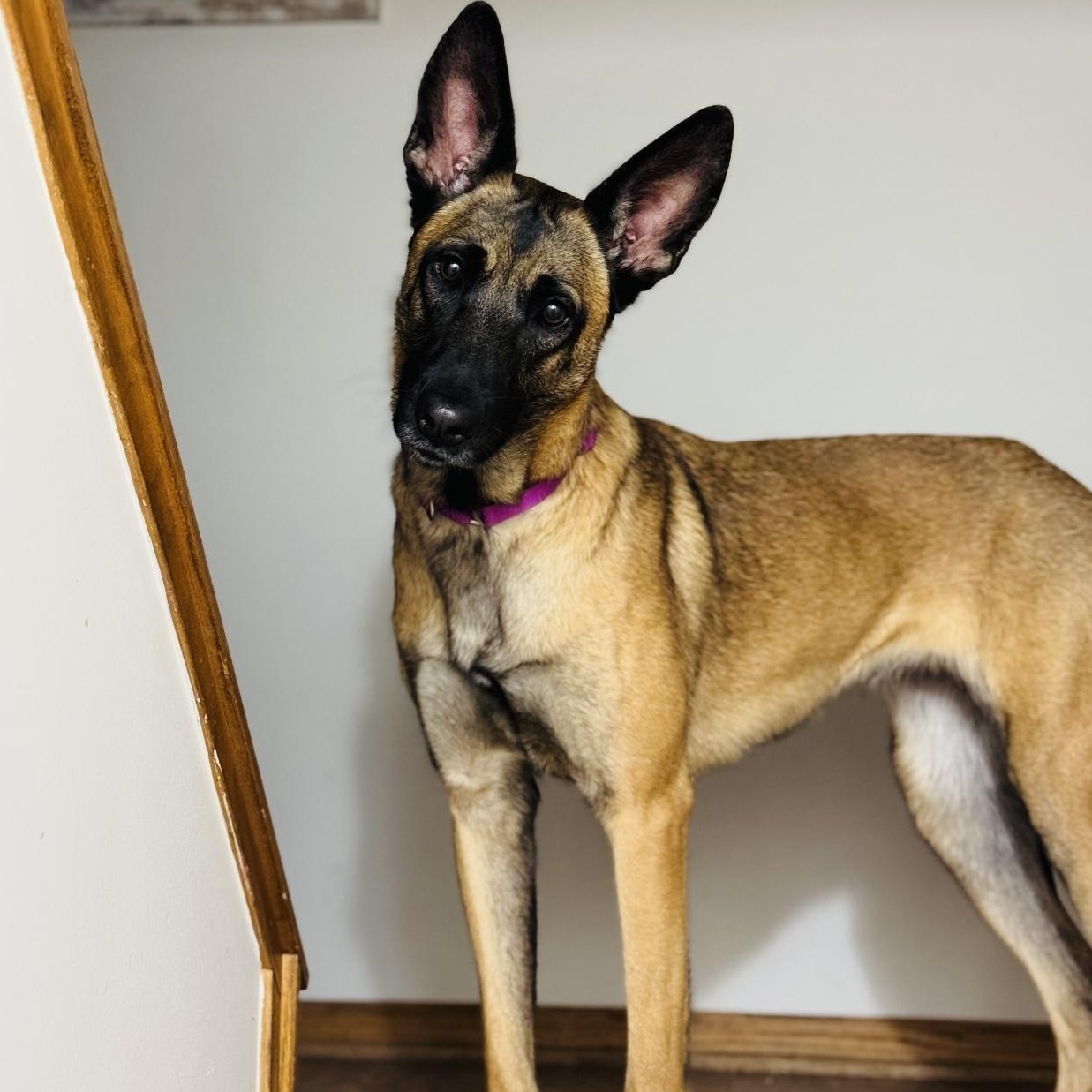 Prada, a Adoptable Belgian Shepherd / Malinois in Joliet, IL image 3/6