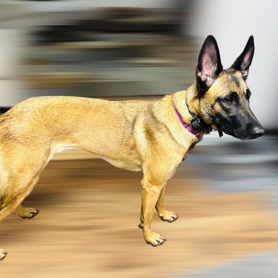 Prada, a Adoptable Belgian Shepherd / Malinois in Joliet, IL image 5/6