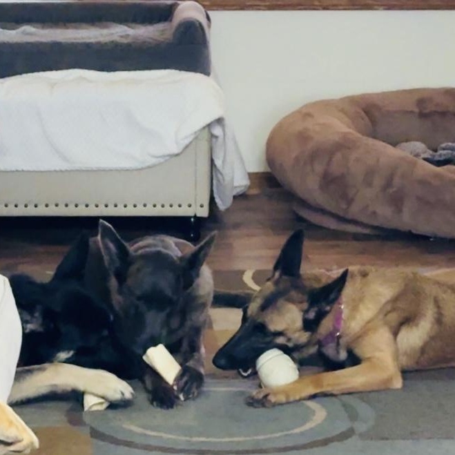 Prada, a Adoptable Belgian Shepherd / Malinois in Joliet, IL image 6/6