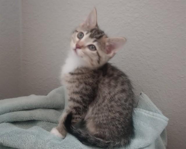 ANASTASIA, Adoptable, Kitten Female Domestic Short Hair.