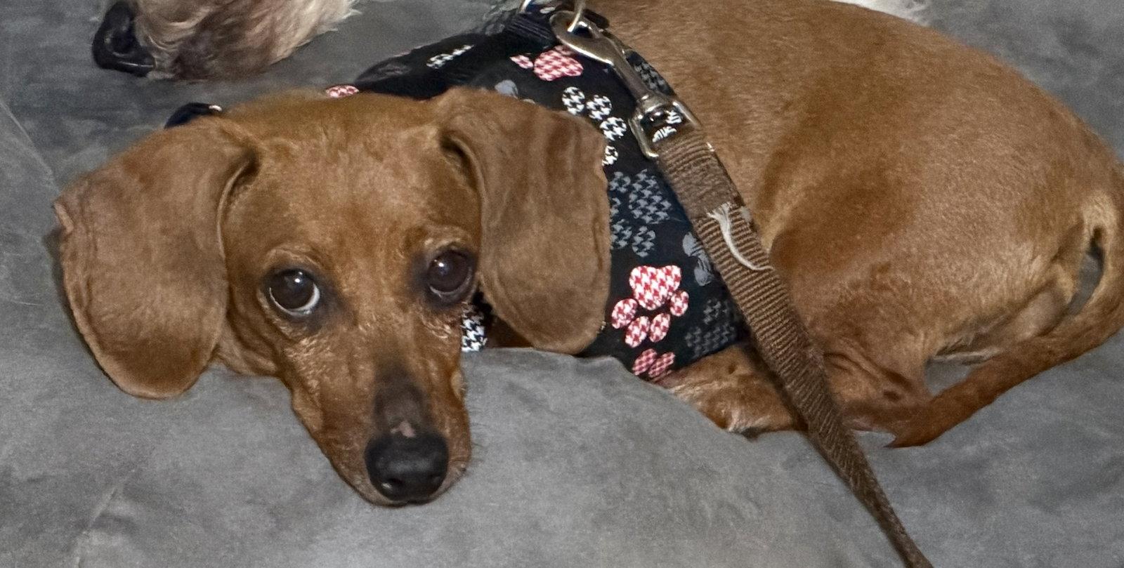 Enlarge Eileen, a Adoptable Dachshund in Sioux Falls, SD image 1/1