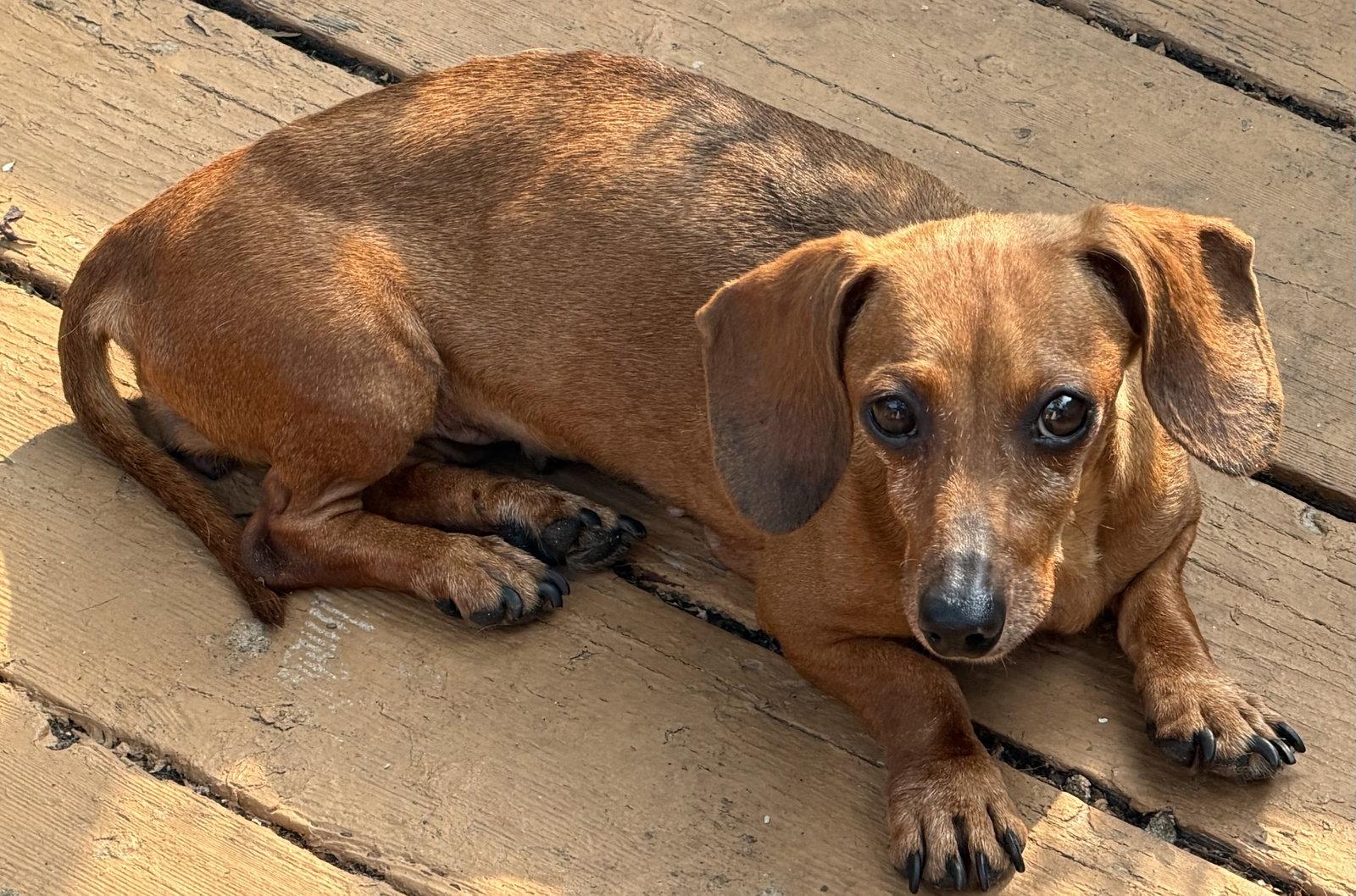 Enlarge Eileen, a Adoptable Dachshund in Sioux Falls, SD image 2/2