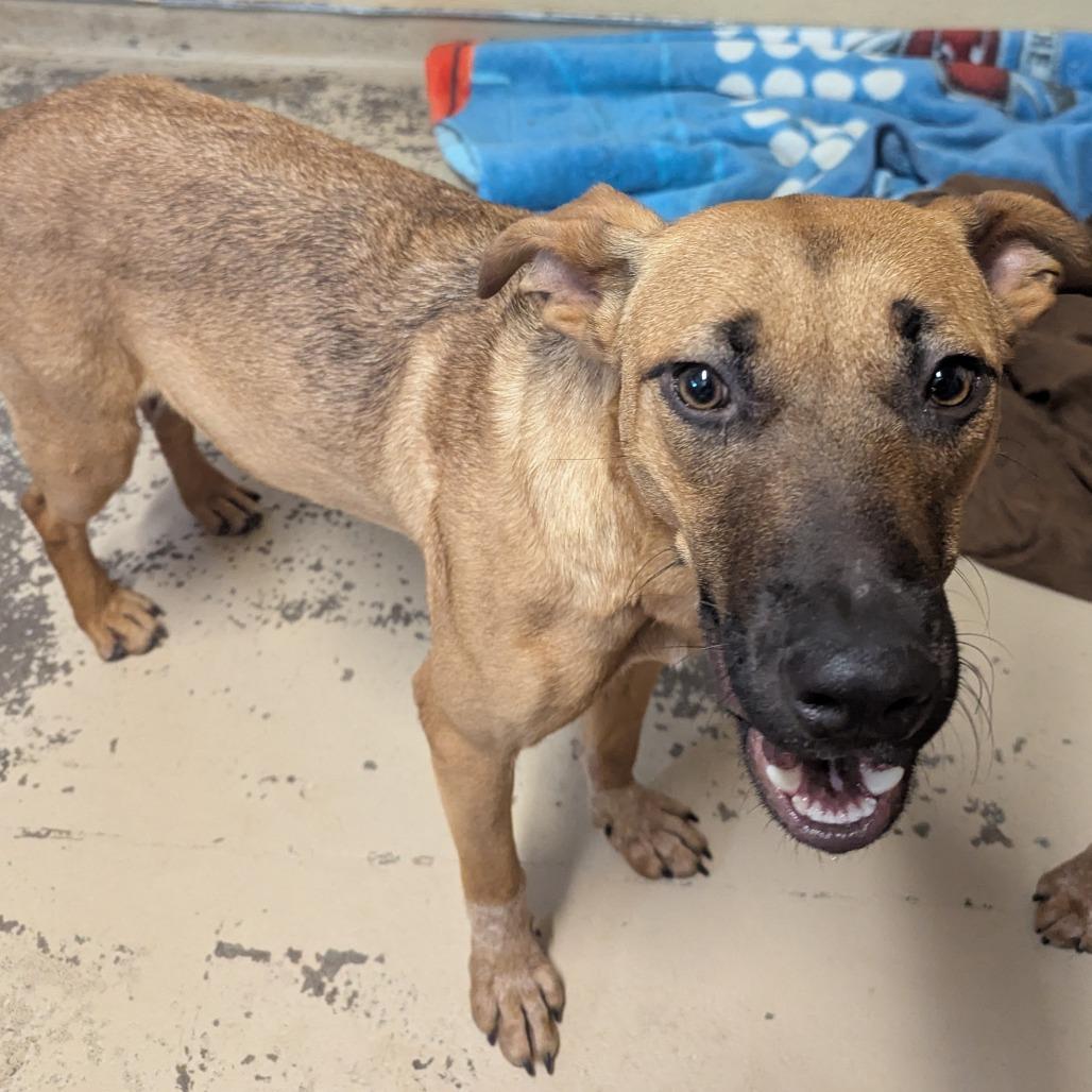 Millie, Adoptable, Adult Female Cattle Dog.