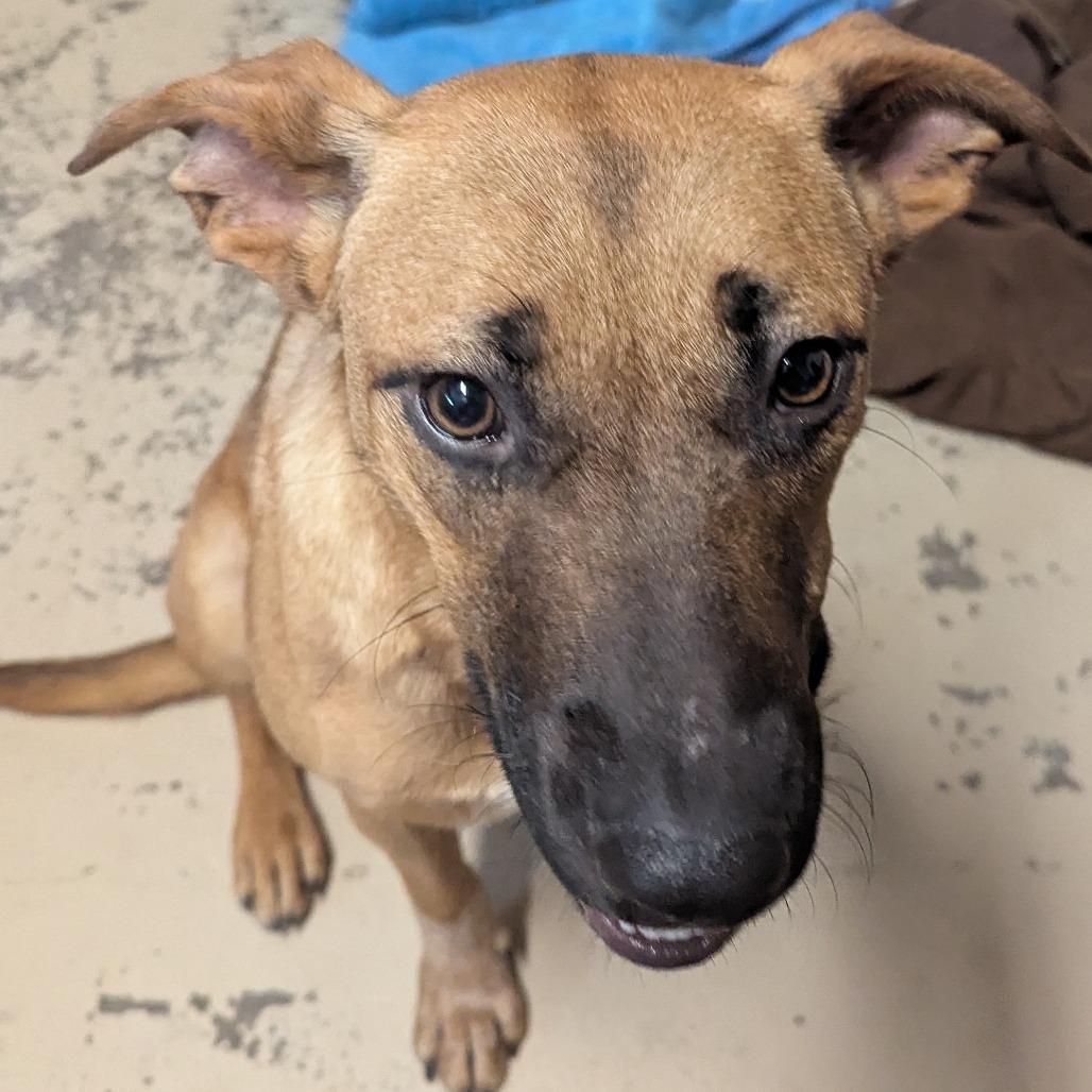 Enlarge Millie, a Adoptable Cattle Dog in Mount Shasta, CA image 2/6