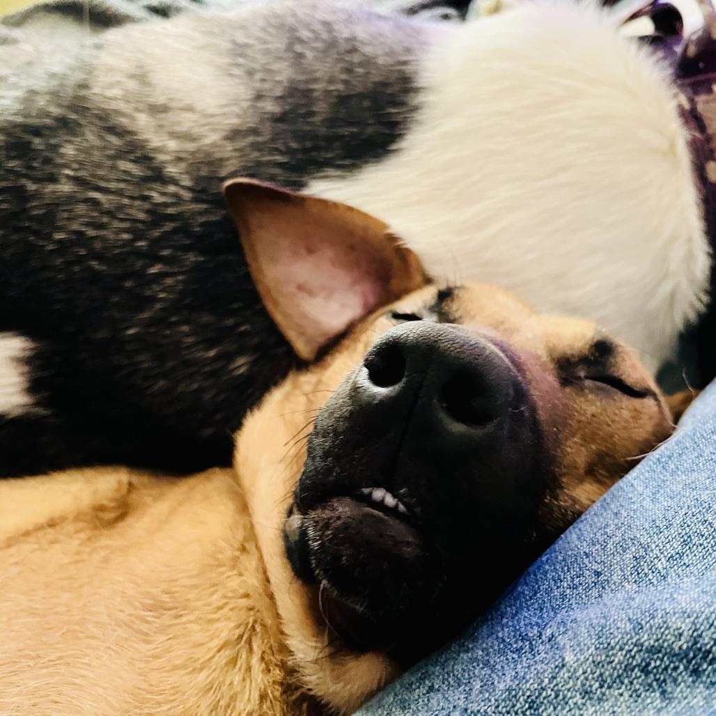 Millie, Adoptable, Adult Female Cattle Dog.