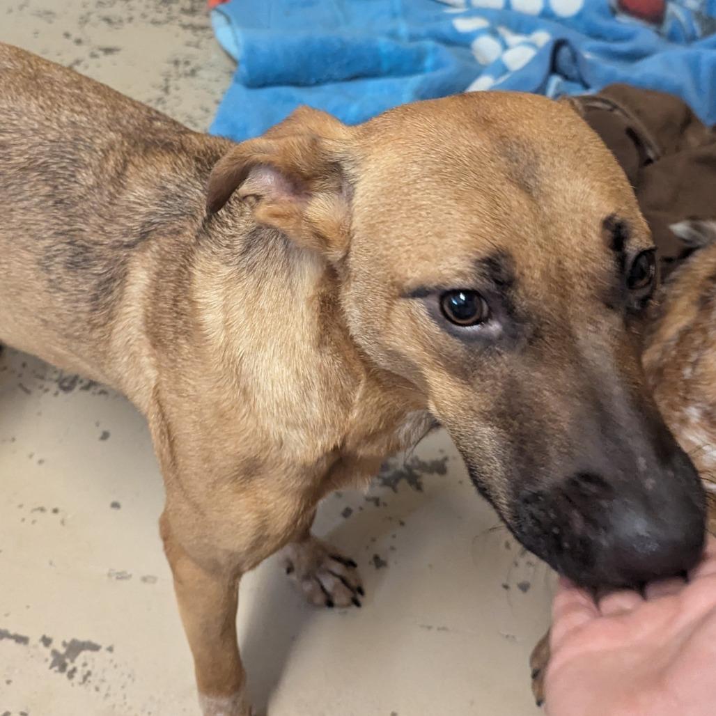 Enlarge Millie, a Adoptable Cattle Dog in Mount Shasta, CA image 3/6
