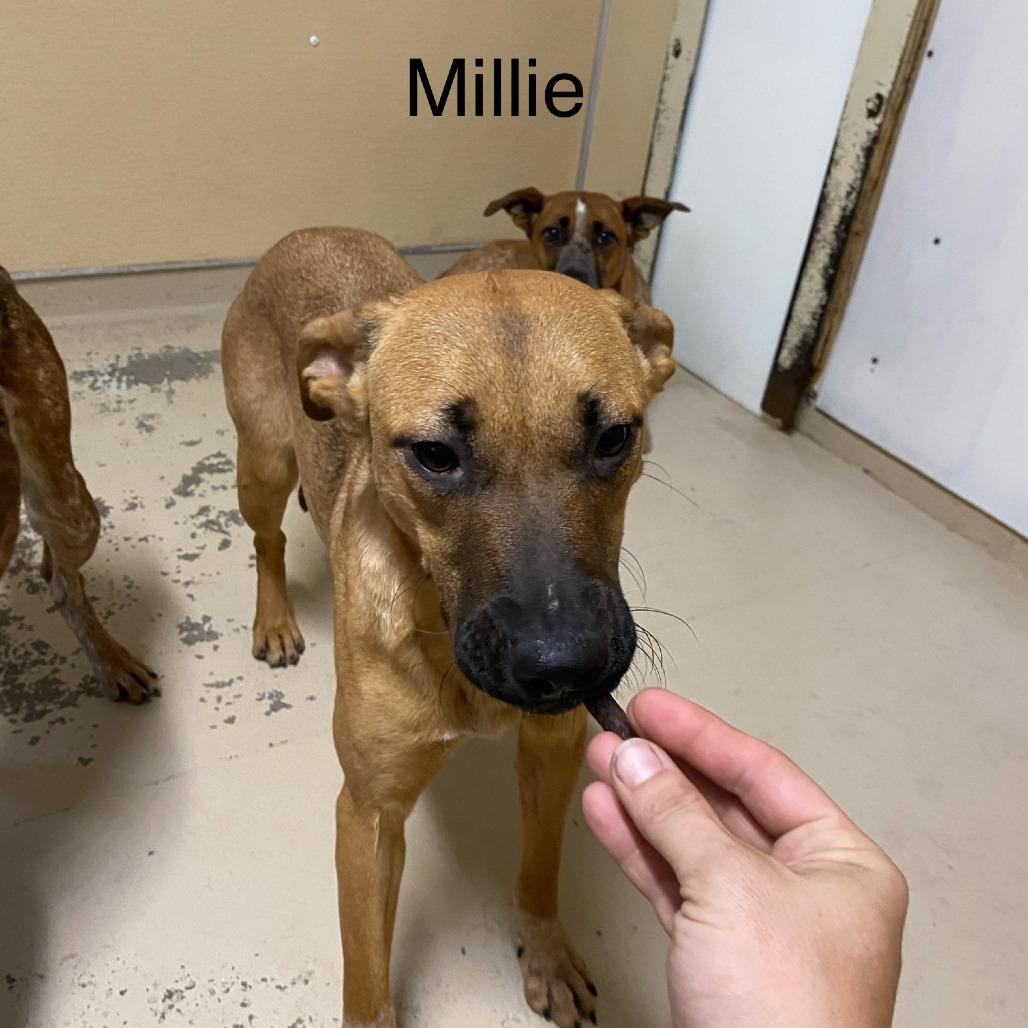 Enlarge Millie, a Adoptable Cattle Dog in Mount Shasta, CA image 4/6