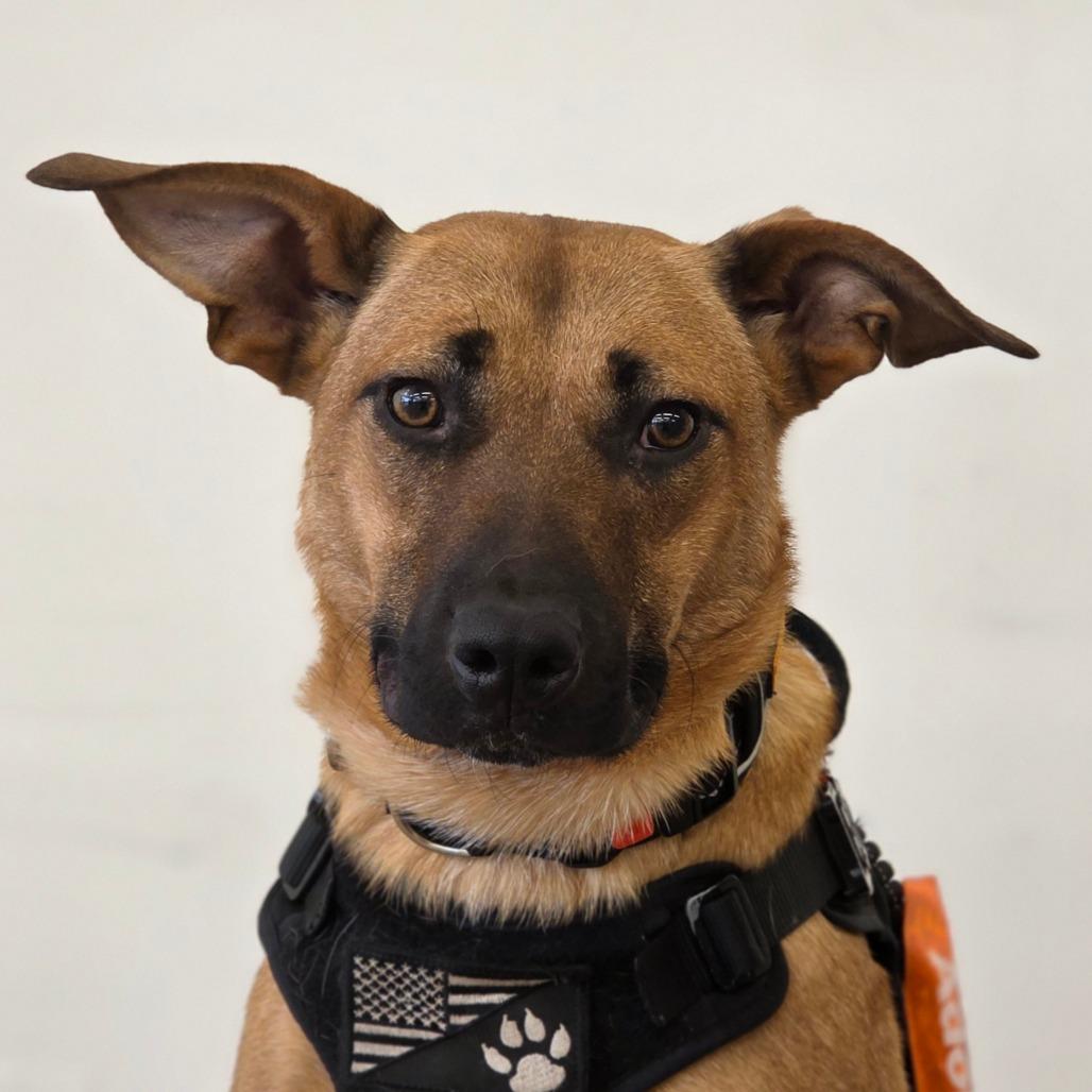 Enlarge Millie, a Adoptable Cattle Dog in Mount Shasta, CA image 5/6