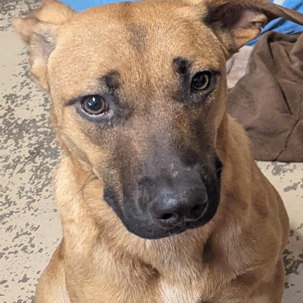 Enlarge Millie, a Adoptable Cattle Dog in Mount Shasta, CA image 6/6