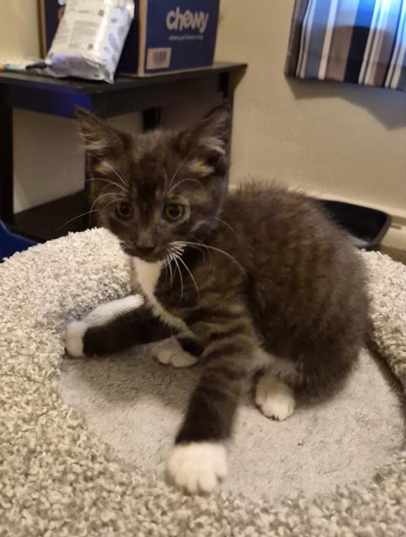 Bandit, Adoptable, Kitten Female Domestic Short Hair.