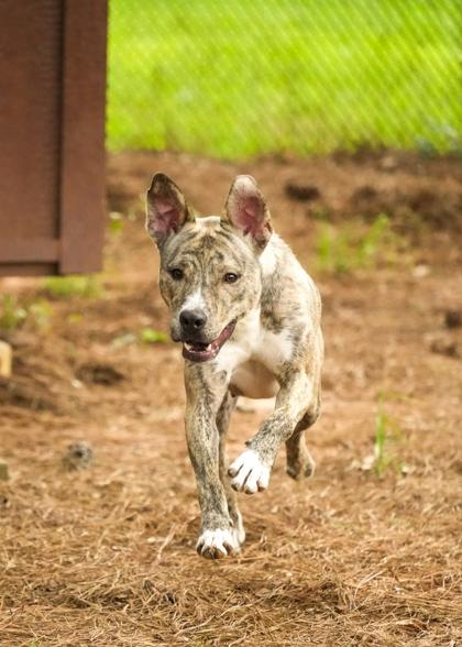 Tijana 63723, a Adoptable mixed breed in Aiken, SC image 2/3
