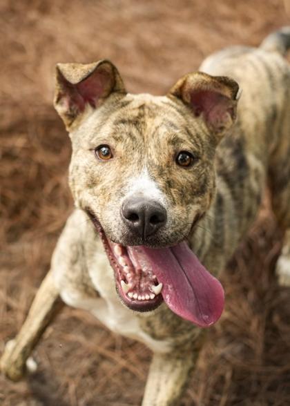 Tijana 63723, a Adoptable mixed breed in Aiken, SC image 1/3