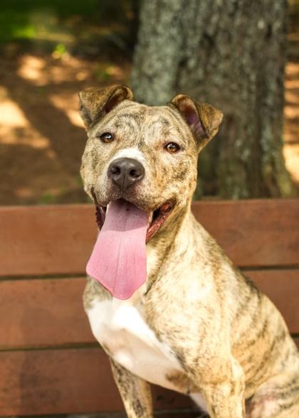 Tijana 63723, a Adoptable mixed breed in Aiken, SC image 1/3