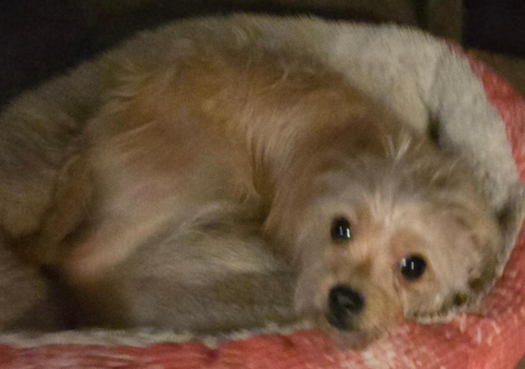 Enlarge Chula, a Adopted mixed breed in San Antonio, TX image 1/3