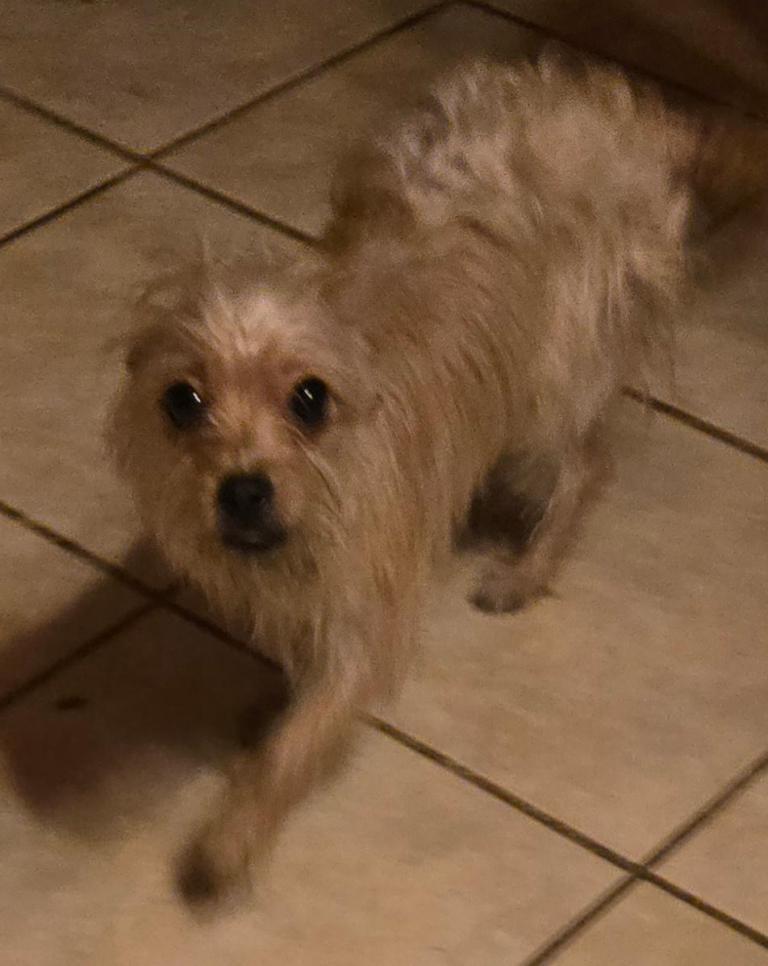 Enlarge Chula, a Adopted mixed breed in San Antonio, TX image 2/3