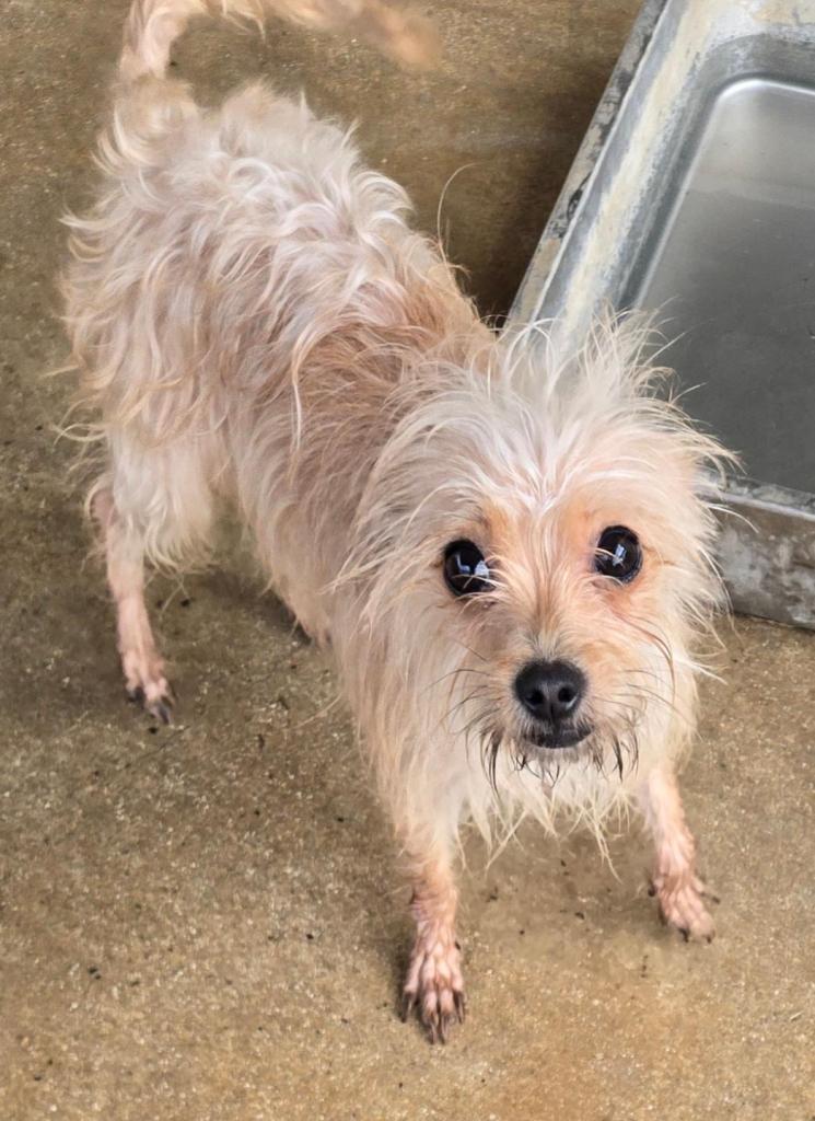 Enlarge Chula, a Adopted mixed breed in San Antonio, TX image 3/3