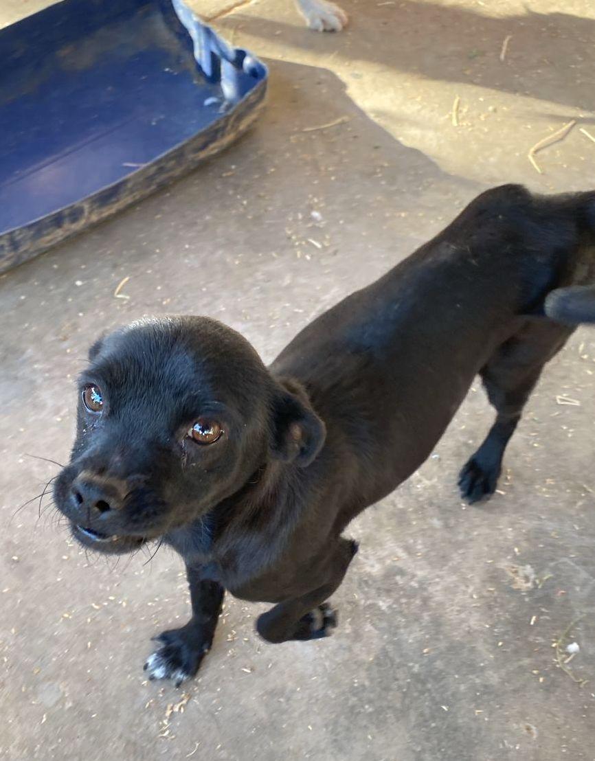 Cookie (18) — thumbnail 2