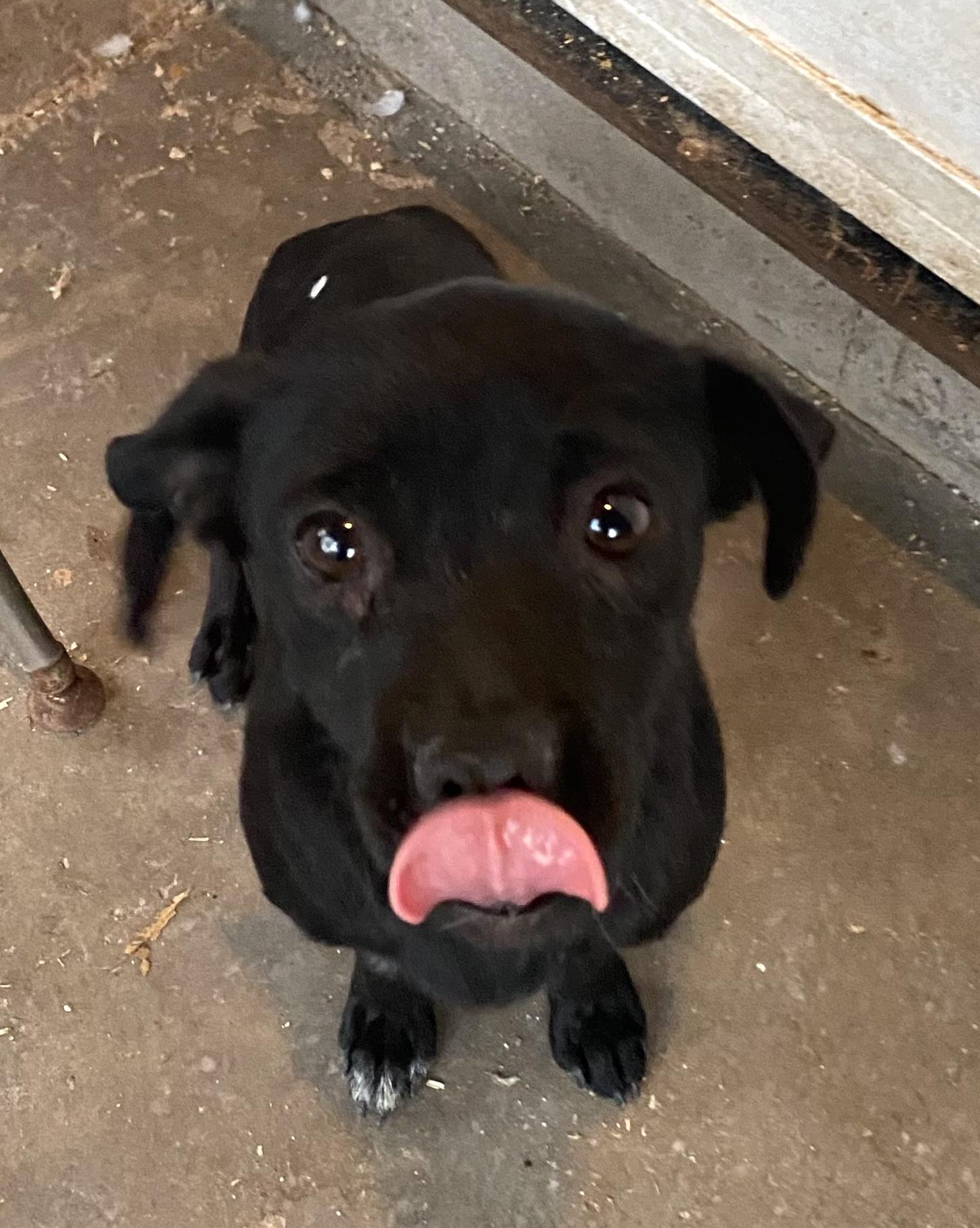 Cookie (18) — thumbnail 3